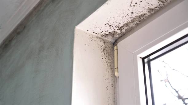 Best Biohazard Mold Removal  in Apache Junction, AZ