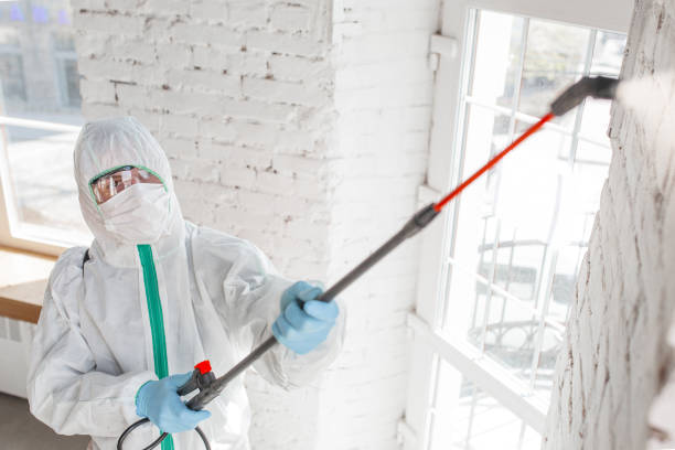 Best Environmental Consulting for Mold Prevention  in Apache Junction, AZ