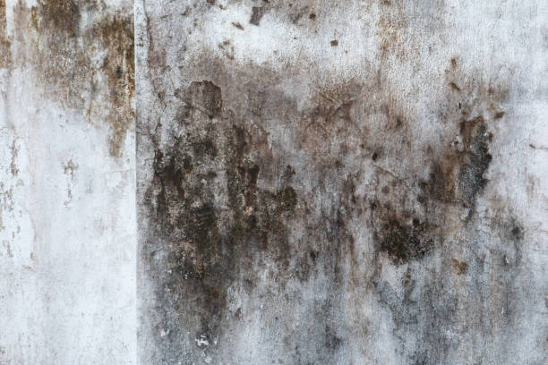 Best HVAC Mold Inspection and Cleaning  in Apache Junction, AZ