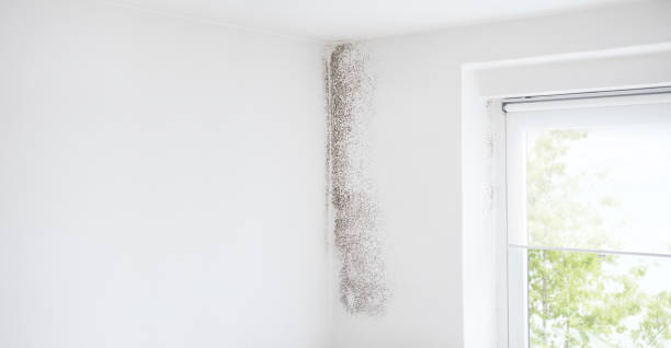 Best Black Mold Removal  in Apache Junction, AZ