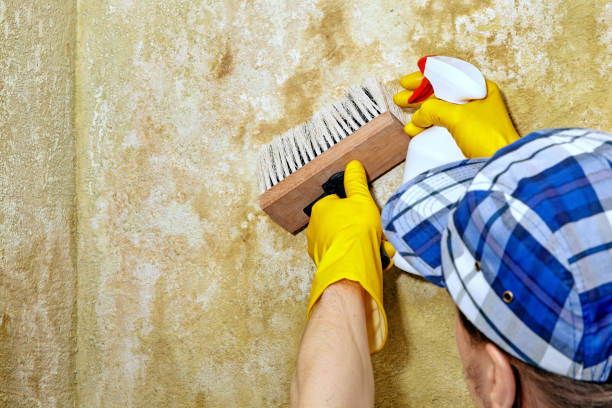  Apache Junction, AZ Mold Removal Pros
