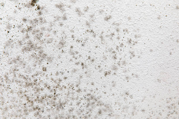 Best Asbestos and Lead Testing During Mold Inspection  in Apache Junction, AZ