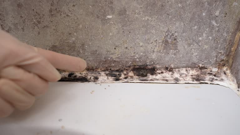 Best Commercial Mold Inspection  in Apache Junction, AZ